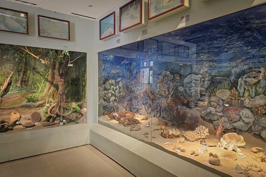 Marine ecosystem display in Con Dao Museum showing coral reefs, shells and sea life found around the islands.