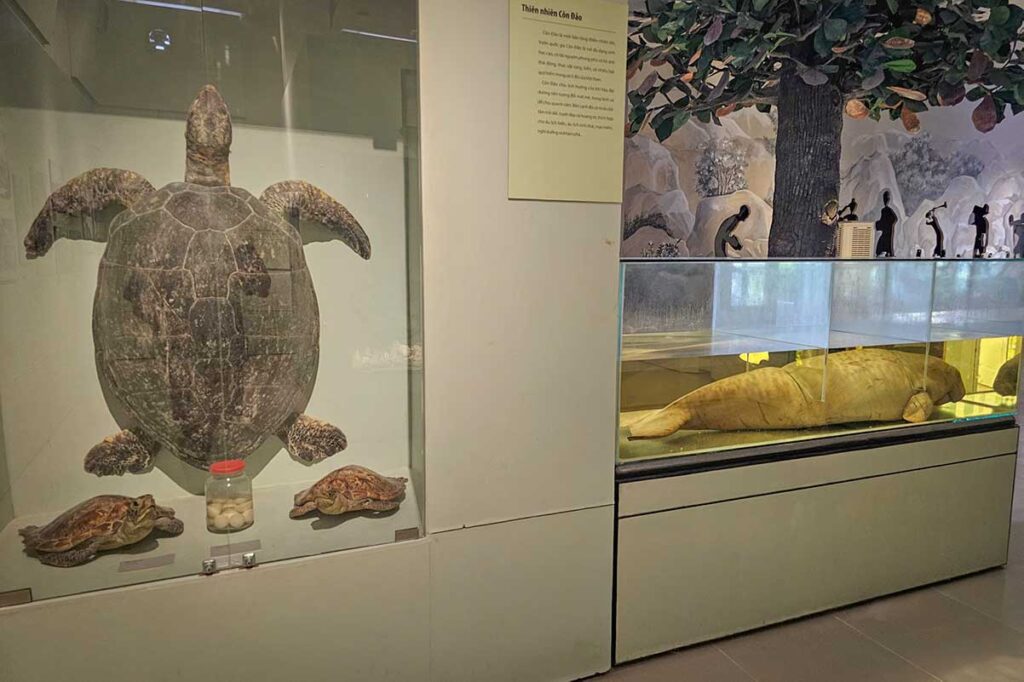 Display of marine life in Con Dao Museum showing a sea turtle, turtle eggs and a preserved dugong, highlighting the island’s natural environment.