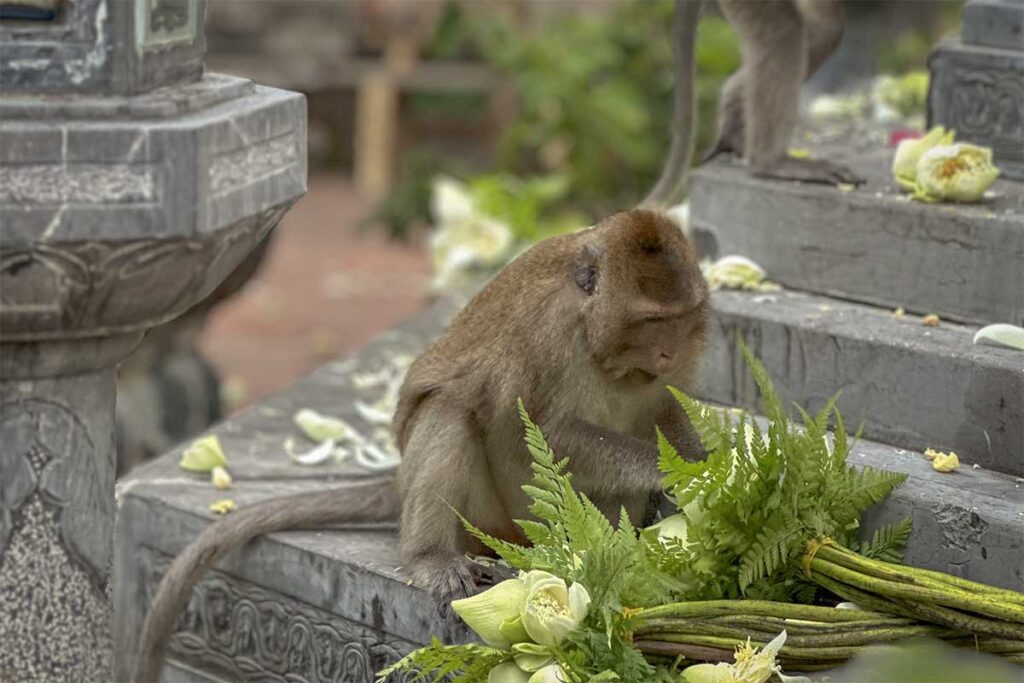 Monkey sitting near the steps of Van Son Pagoda in Con Dao with flowers and offerings around