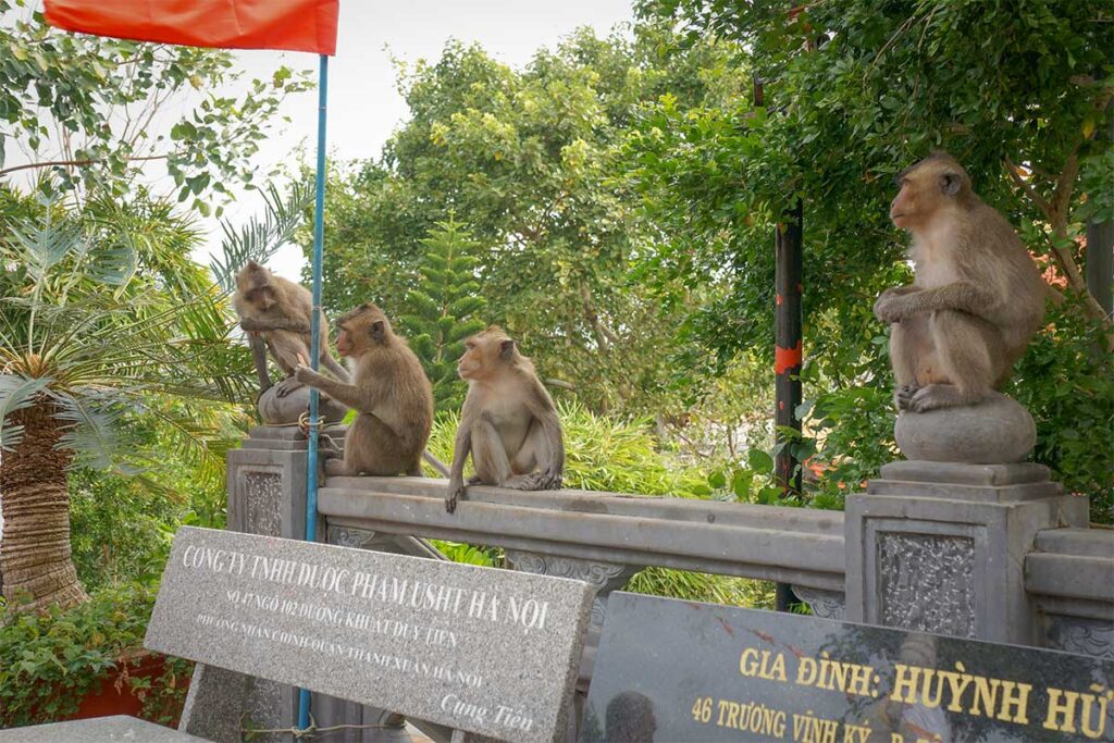 Group of monkeys sitting on a stone railing at Van Son Pagoda in Con Dao surrounded by greenery