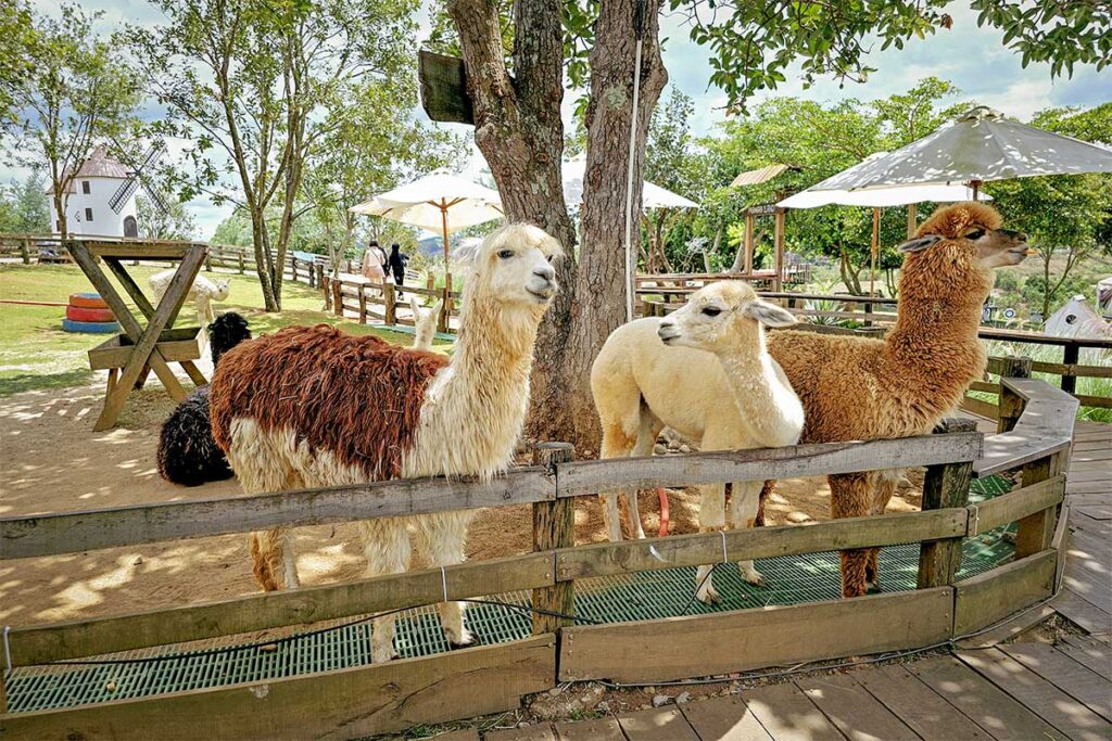 Alpacas inside a fenced area at Mongo Land Dalat with visitors walking in the background