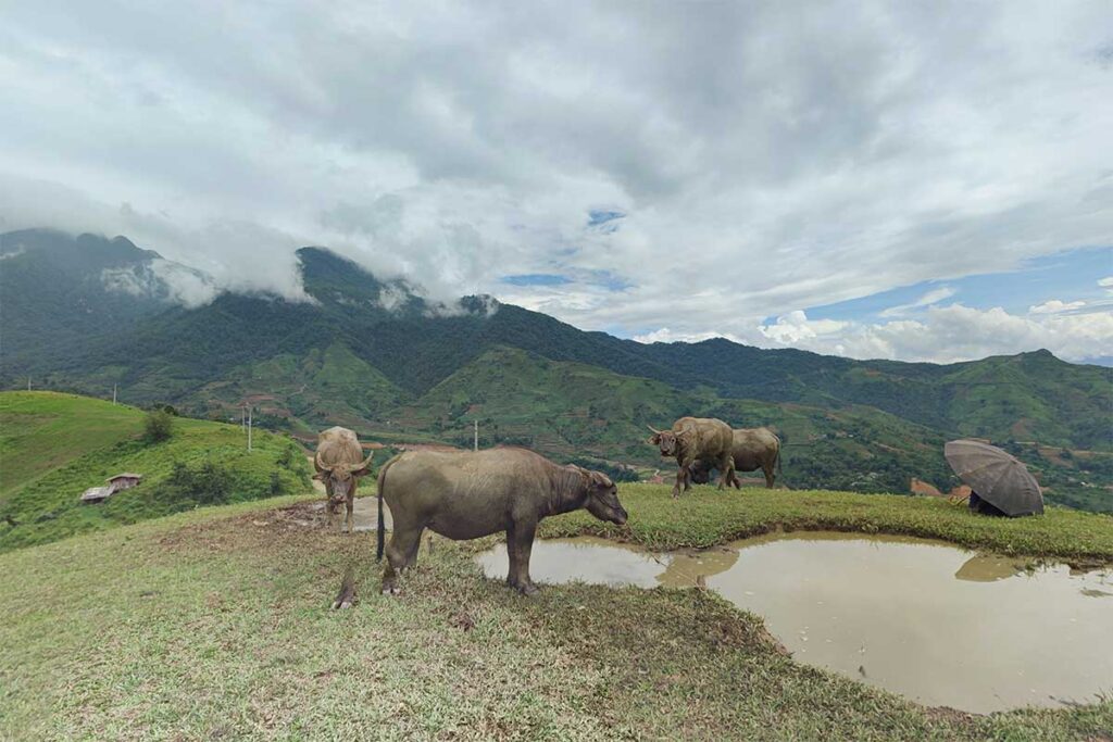 Water buffalo standing near a small pond with mountain landscape views around Sin Suoi Ho village