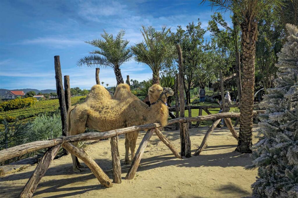 Camel inside a fenced area at Mongo Land Dalat with palm trees and garden surroundings