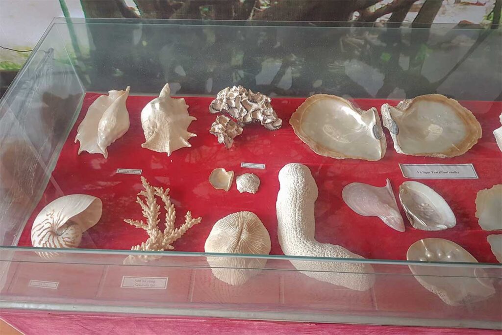 Coral shells and sea specimens displayed in glass case at Coi Nguon Museum Phu Quoc natural history section