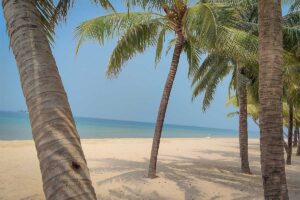 Palm trees on Bai Dai Beach Phu Quoc with white sand and clear blue sea