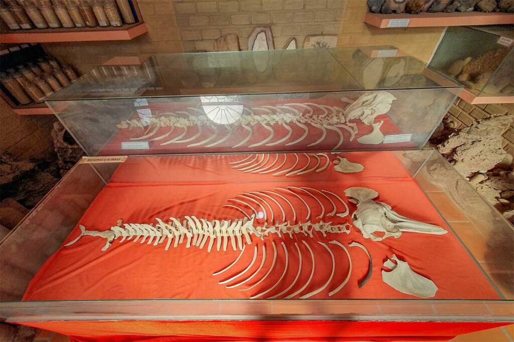 Marine animal skeleton display inside Coi Nguon Museum Phu Quoc showing natural history collection and sea life exhibits