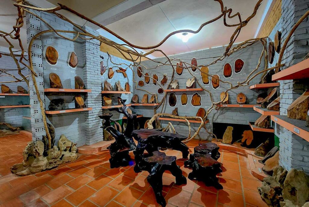 Wood cross sections and natural timber displays inside Coi Nguon Museum Phu Quoc showing forest collection exhibits