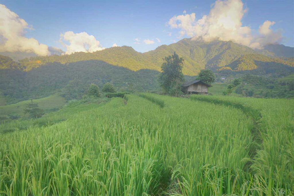 Walking path through green rice fields near Sin Suoi Ho with mountain views in the background