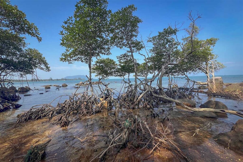 Mangrove trees and rocky shoreline near Hon Mot Island Bai Thom Beach Phu Quoc on the northeast coast