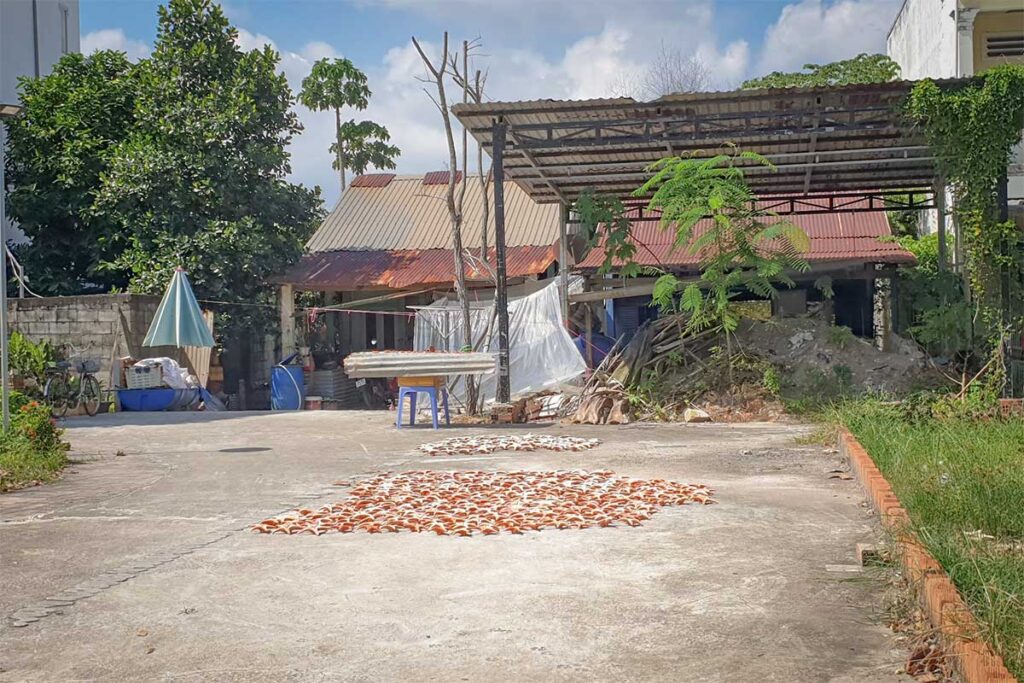 Starfish drying in the sun at Ham Ninh fishing village Phu Quoc near local homes