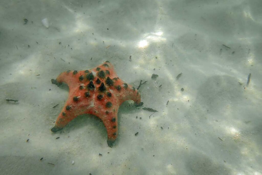 Orange starfish underwater on sandy seabed at Rach Vem Starfish Beach Phu Quoc