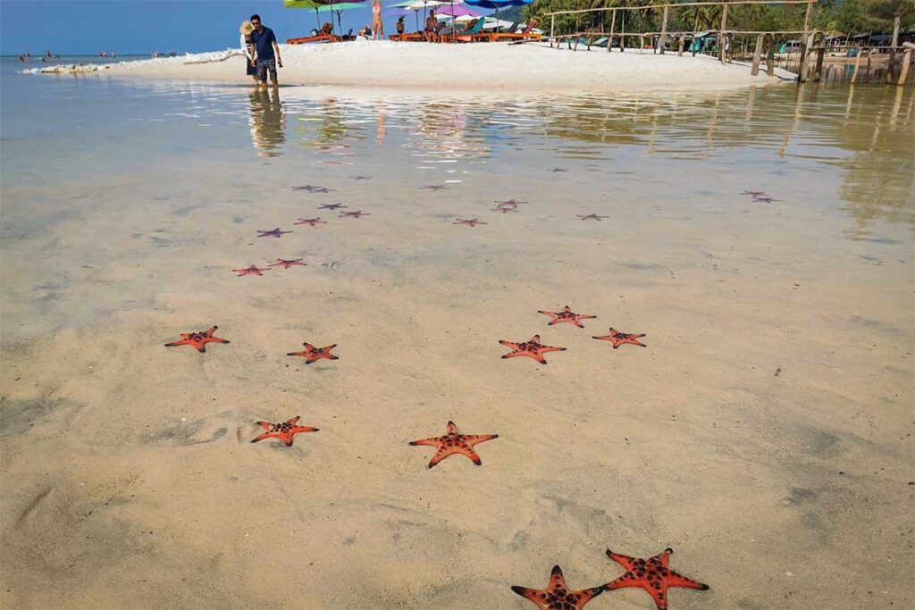 Orange starfish in shallow clear water at Rach Vem Beach Starfish Beach Phu Quoc