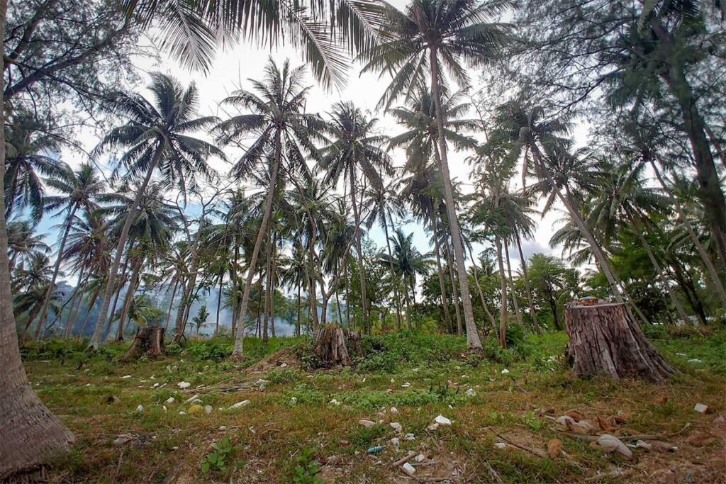 Palm trees and undeveloped coastline at Bai Thom Beach Phu Quoc showing the raw natural side of this remote beach area