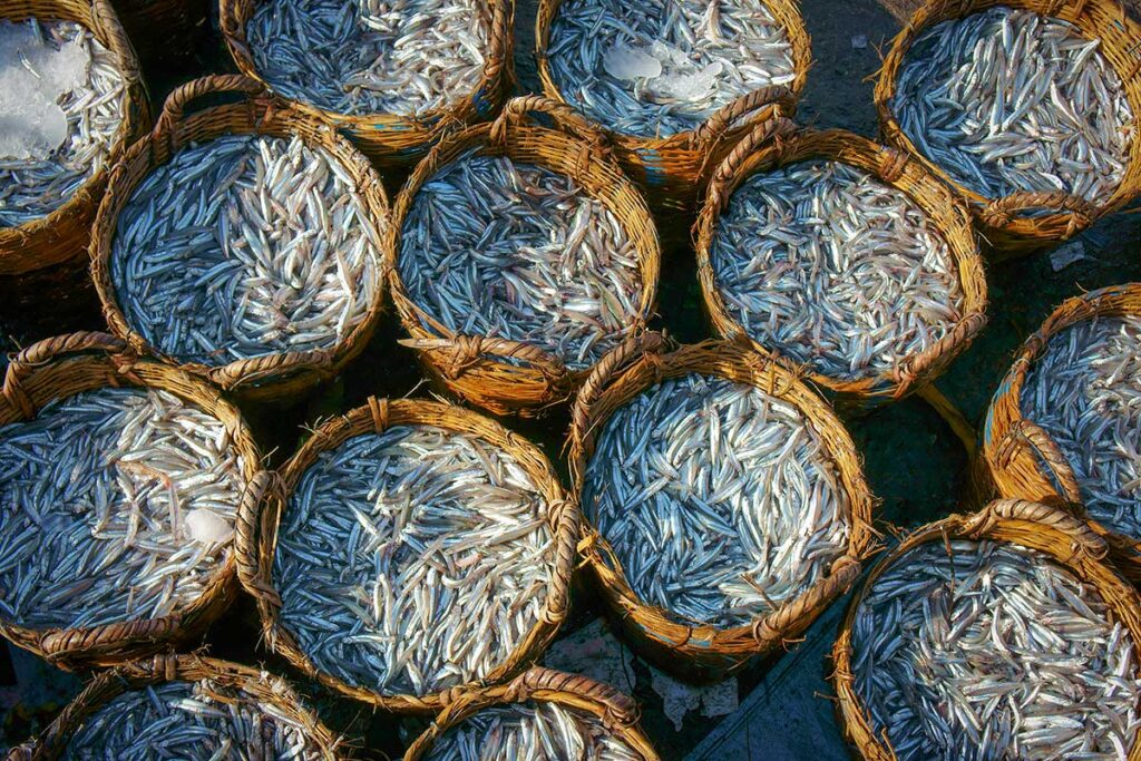 Multiple round wicker baskets filled with fresh silver anchovies at a Vietnamese outdoor fish market, the main ingredient used to produce traditional Vietnamese fish sauce.