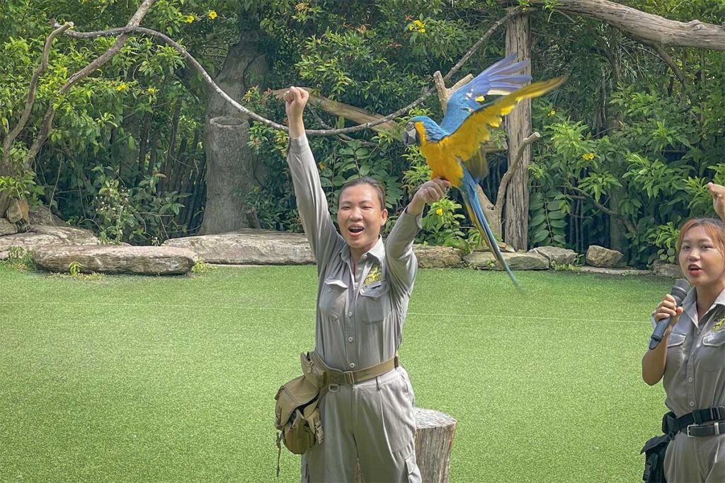 Trainer presenting a blue and yellow macaw during the bird show at Vinpearl Safari Phu Quoc