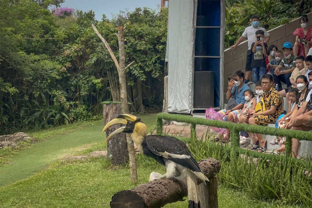 Hornbill bird performing during the bird show at Vinpearl Safari Phu Quoc with visitors watching from the audience area