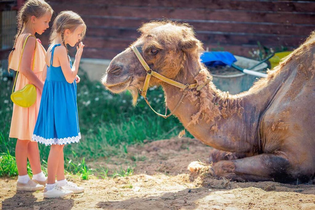 Young children watching and petting a camel at Vinpearl Safari in Phu Quoc