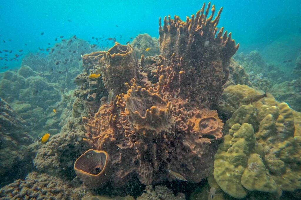 coral reef and tropical fish underwater during diving in Phu Quoc