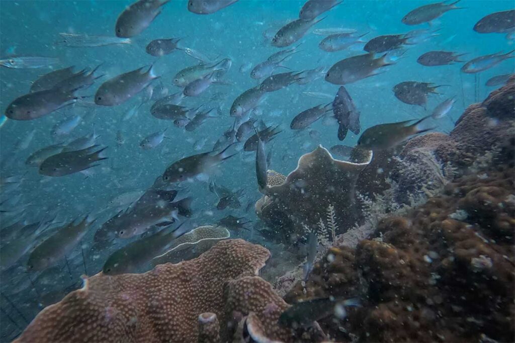 school of reef fish above coral during diving in Phu Quoc Vietnam