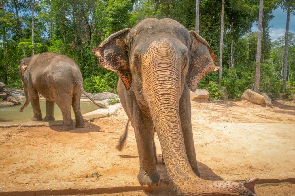 Elephant standing close to visitors in the open zoo area of Vinpearl Safari Phu Quoc