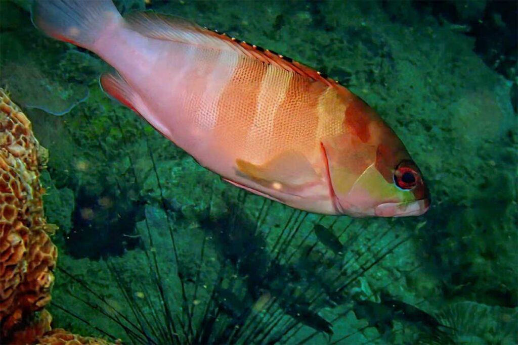 coral reef and tropical fish underwater during diving in Phu Quoc