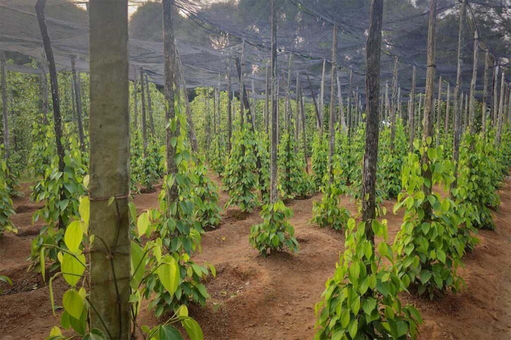 Rows of green pepper plants growing at a pepper farm in Phu Quoc with shaded cultivation fields and tropical soil