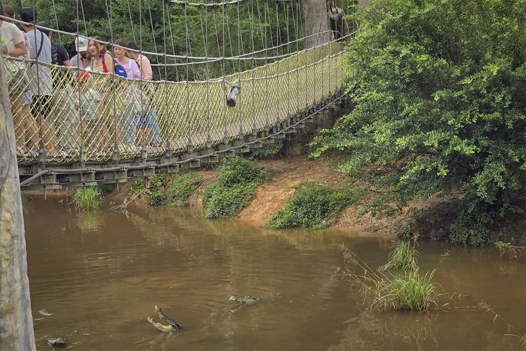Visitors walking across a hanging bridge above crocodiles at Vinpearl Safari Phu Quoc rainforest area