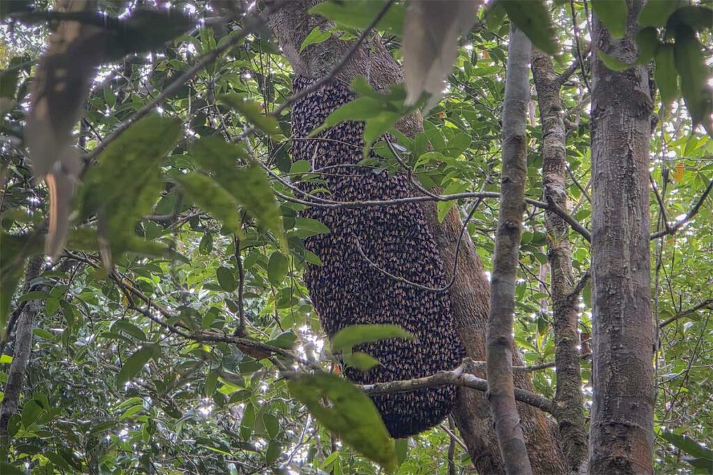 Large wild bee hive hanging from a tree branch in the jungle of Phu Quoc National Park, an example of the diverse wildlife found inside the forest