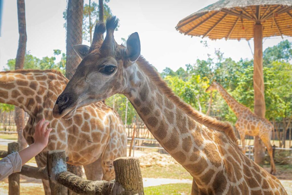 Kid feeding giraffes at Vinpearl Safari in Phu Quoc during a family day trip with children