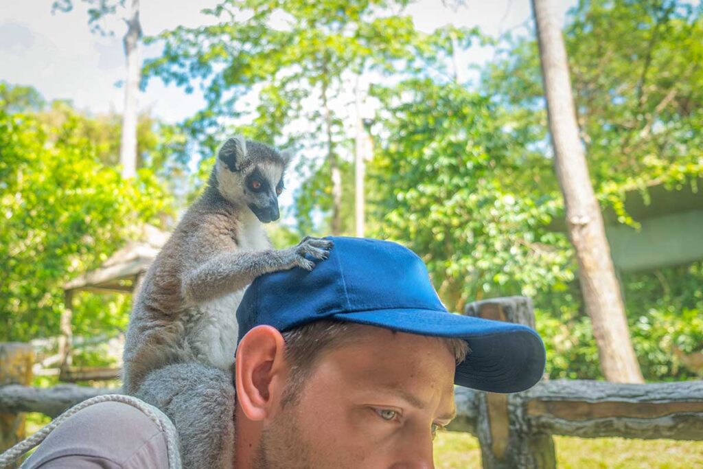 Lemur climbing on a visitor during an animal feeding experience at Vinpearl Safari Phu Quoc