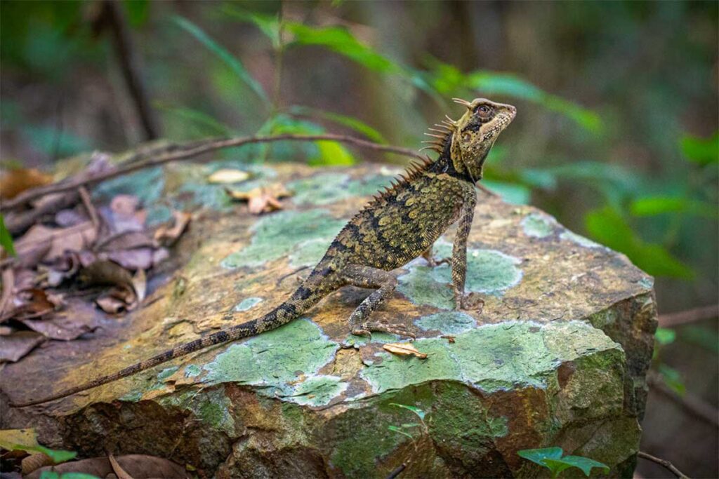 A spiny lizard resting on a mossy rock in the jungle of Phu Quoc National Park