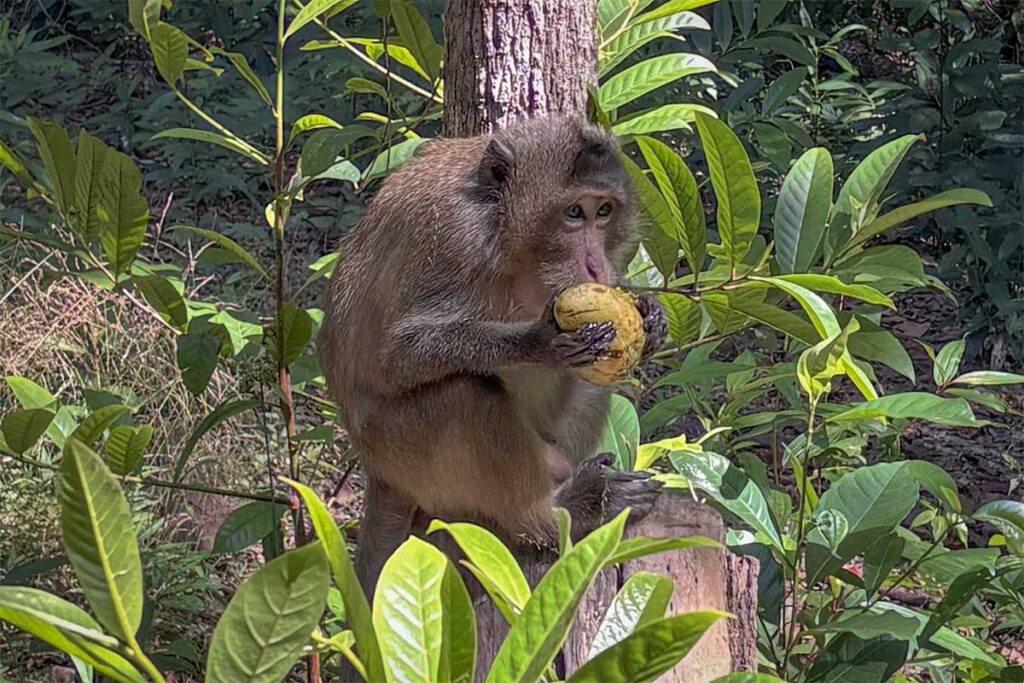 Wild macaque sitting in the jungle of Phu Quoc National Park eating a piece of fruit, one of the wildlife species that can be spotted near the park entrance area