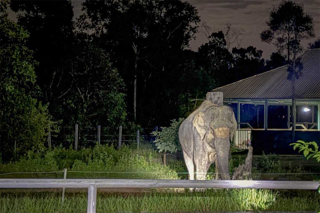 Elephant illuminated during the Night Safari experience at Vinpearl Safari Phu Quoc surrounded by forest at night