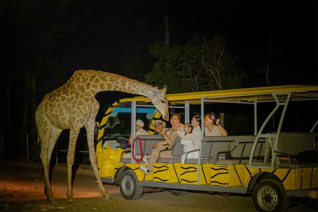 Visitors watching a giraffe during the night safari experience at Vinpearl Safari Phu Quoc