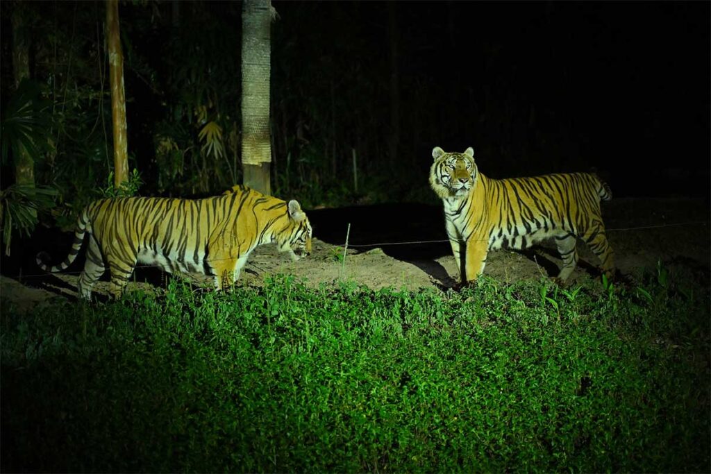 Tigers walking through the Night Safari area at Vinpearl Safari Phu Quoc under spotlight lighting
