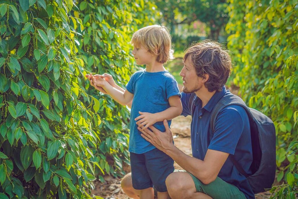 Father and young child visiting a pepper plantation in Phu Quoc during a family trip in Vietnam