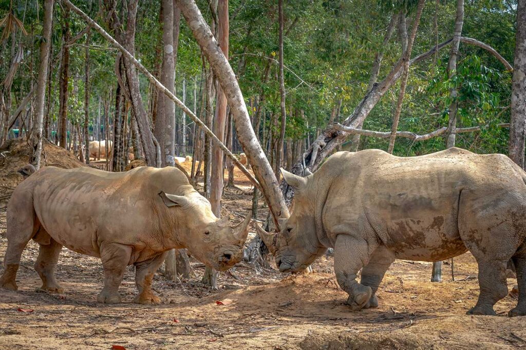 Two rhinos standing together inside the safari enclosure at Vinpearl Safari Phu Quoc
