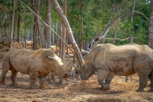 Two rhinos standing together inside the safari enclosure at Vinpearl Safari Phu Quoc
