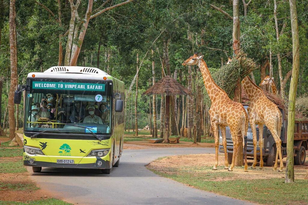 Safari bus driving past giraffes in the forest area of Vinpearl Safari Phu Quoc during the wildlife safari experience