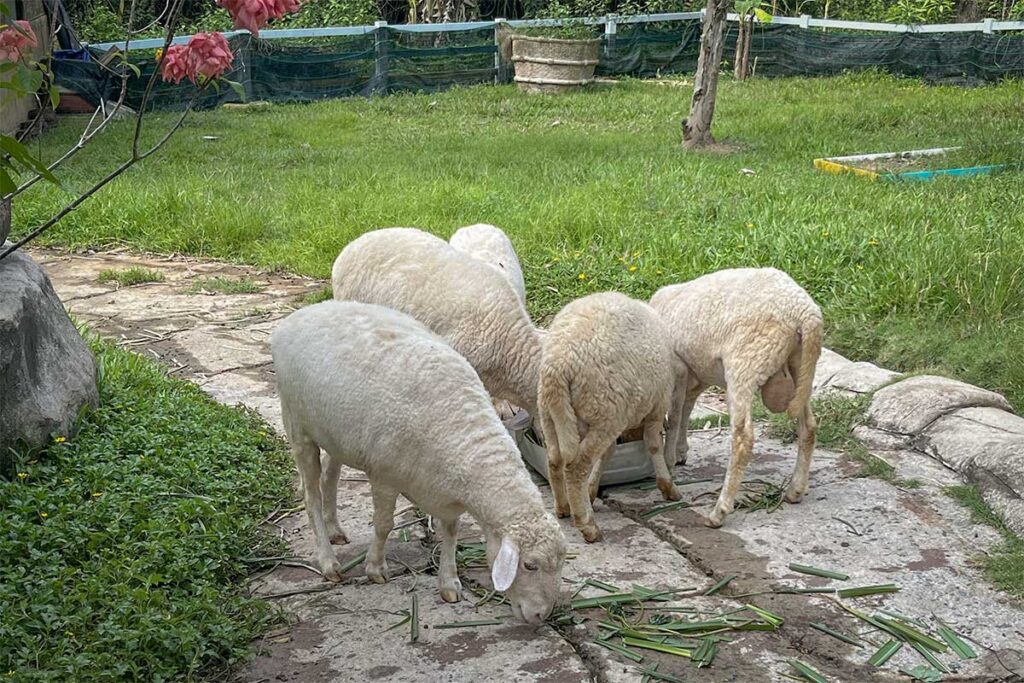 White sheep eating grass inside the KidZoo area at Vinpearl Safari Phu Quoc where children can interact with friendly farm animals