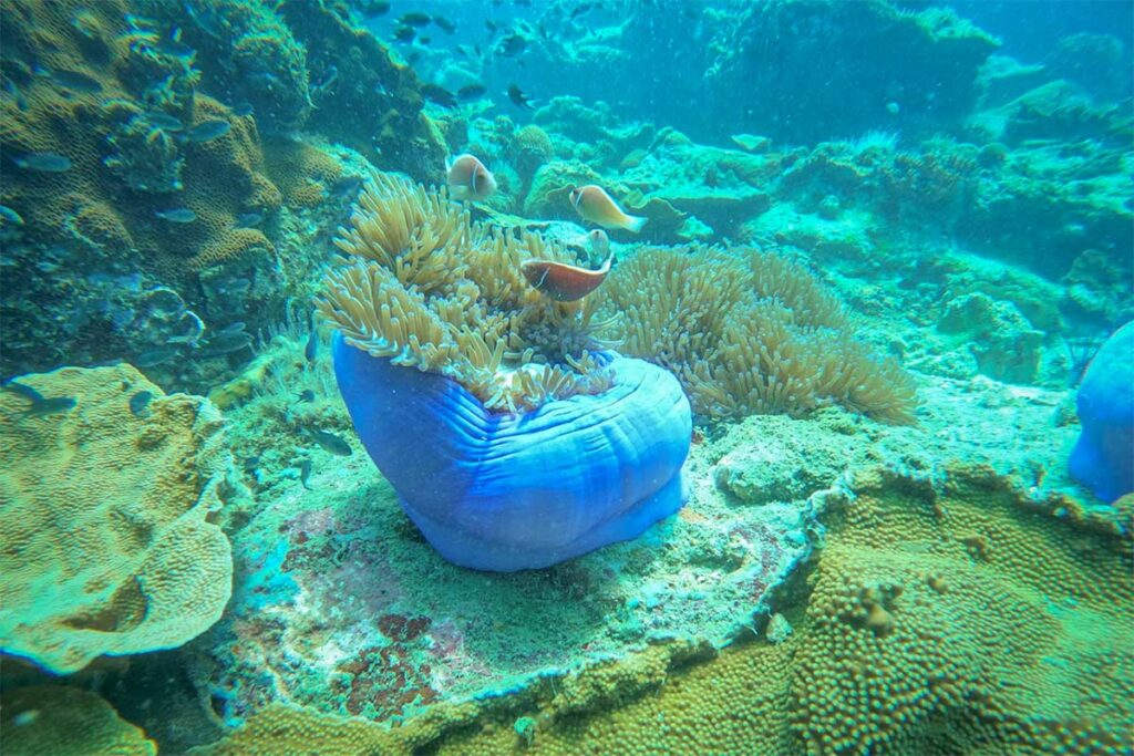 anemone fish and coral reef underwater during diving in Phu Quoc