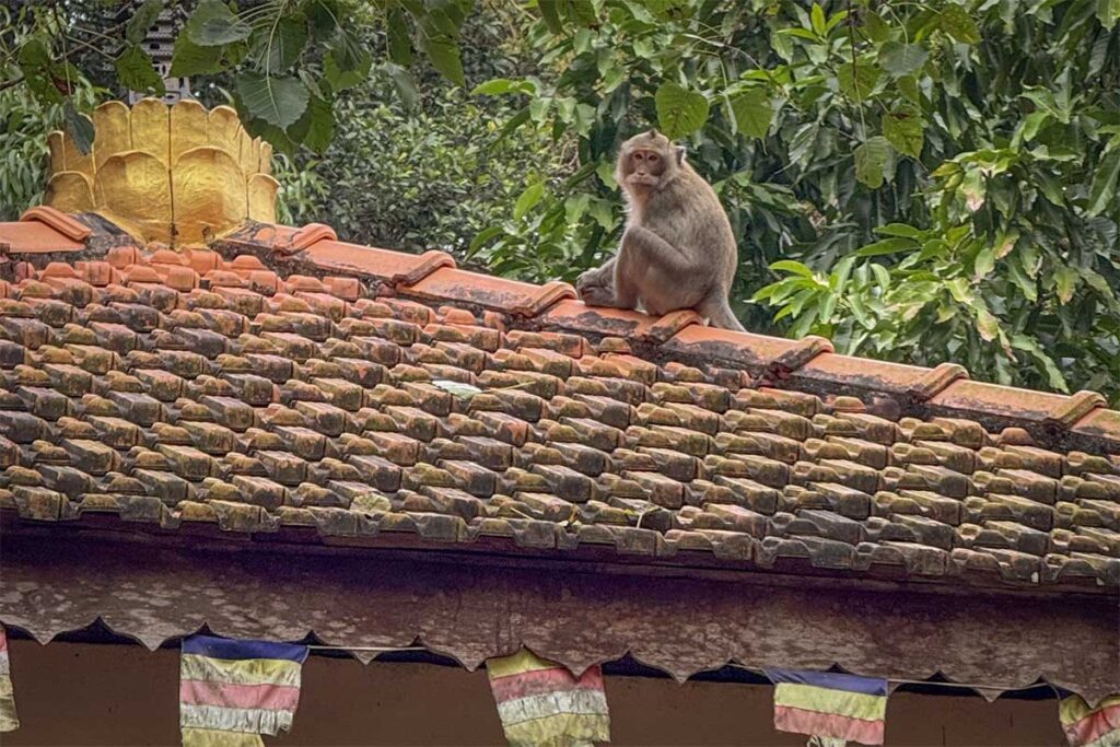 Monkey sitting on temple roof at Su Muon Pagoda Phu Quoc with tiled roof and jungle surroundings