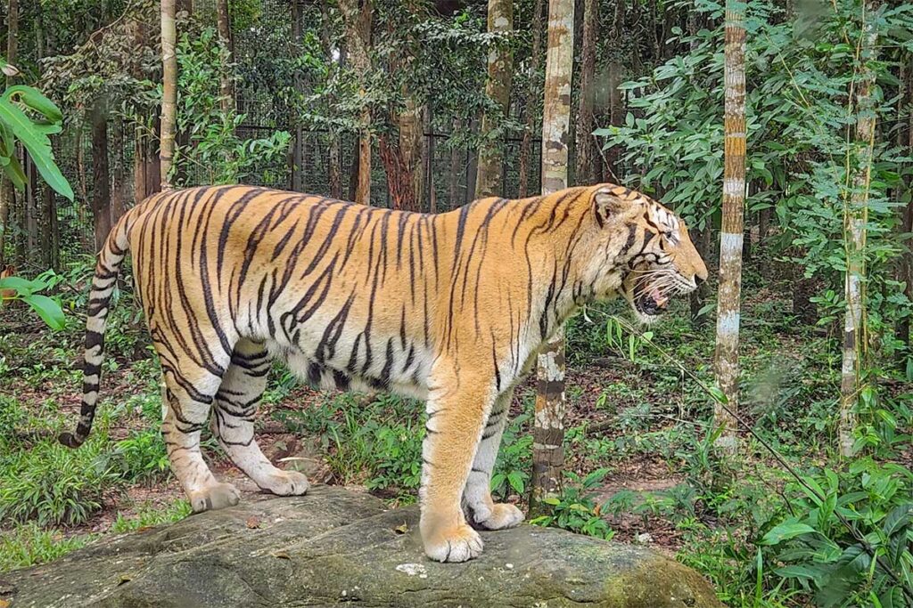 Tiger standing on a rock inside the jungle enclosure at Vinpearl Safari Phu Quoc