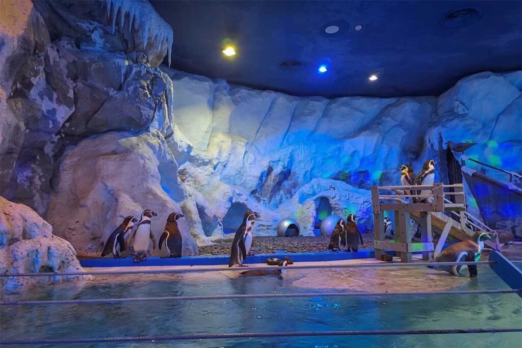 Penguin habitat inside the Sea Shell Aquarium at VinWonders Phu Quoc with icy themed indoor enclosure and underwater viewing area