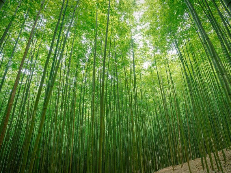Dense green bamboo forest in Mu Cang Chai with sunlight filtering through the tall bamboo canopy