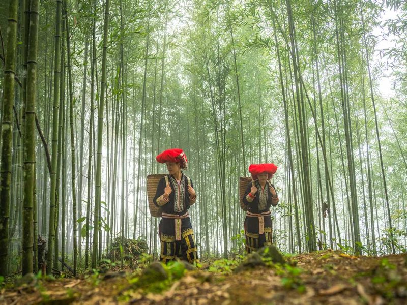 Two minority woman with beautiful traditional clothes from the Red Dao ethnic group are walking through the bamboo forest of Muong Hoa Valley in Sapa