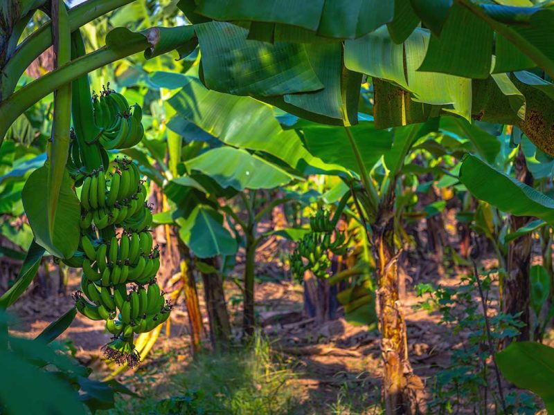 banana island hanoi 2 bananas growing on Banana Island in Hanoi