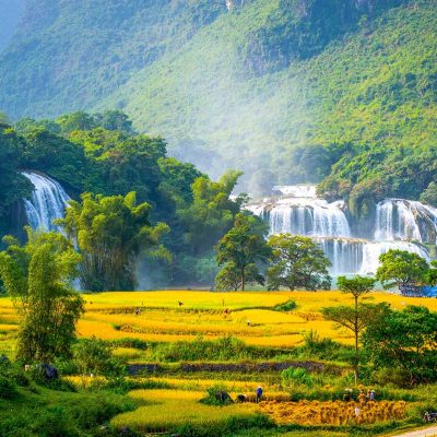 Best time to visit Ban Gioc Waterfall – A stunning view of Ban Gioc Waterfall at its best, with powerful cascading water and vibrant golden rice fields in the foreground. Local farmers are seen harvesting the rice, adding a lively cultural touch to the breathtaking natural scenery.