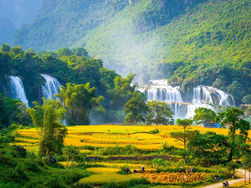 Best time to visit Ban Gioc Waterfall – A stunning view of Ban Gioc Waterfall at its best, with powerful cascading water and vibrant golden rice fields in the foreground. Local farmers are seen harvesting the rice, adding a lively cultural touch to the breathtaking natural scenery.