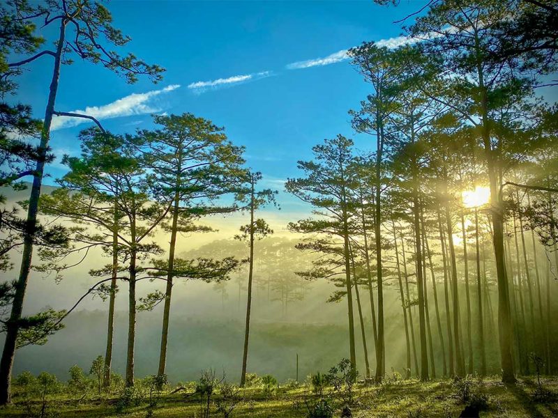 bidoup nui ba national park forest sunlight 1 Sunlight filtering through pine forest in Bidoup Nui Ba National Park, highlighting peaceful nature scenery near Dalat